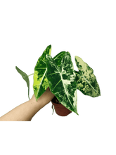Alocasia Frydek Variegata